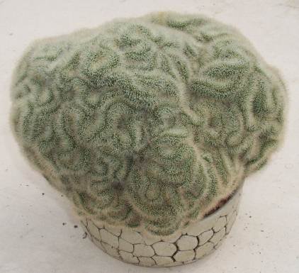 mammillaria_cristata